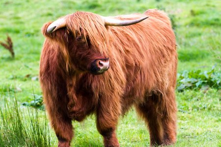 Young Highland bull in fresh green grass in the Scottish Highlands