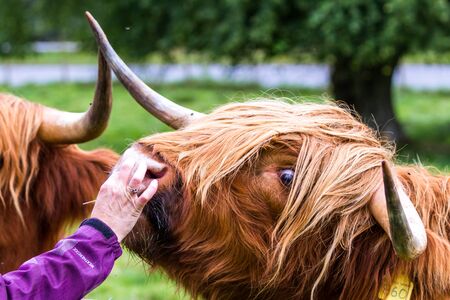Young Highland bull in fresh green grass in the Scottish Highlandsの写真素材