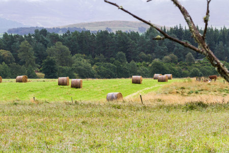 Farm in the Scottish Highlands with fresh hay bails preparing for winter
