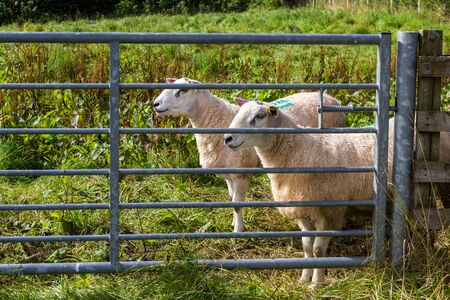 Close up of a sheep in a green pasture in the Scottish Highlandsの写真素材