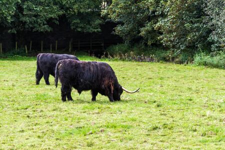 close up of an adult highland cow in a field with fresh green grass late summer in the Scottish Highlandsの写真素材