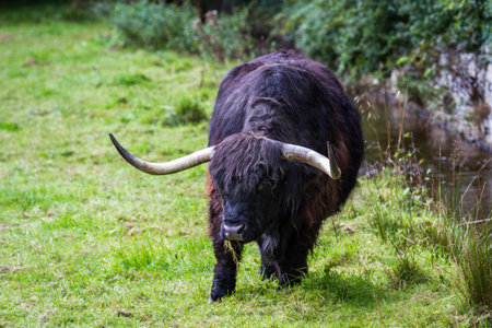 close up of an adult highland cow in a field with fresh green grass late summer in the Scottish...