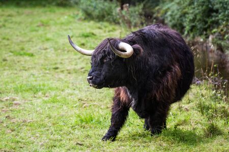 close up of an adult highland cow in a field with fresh green grass late summer in the Scottish Highlandsの写真素材