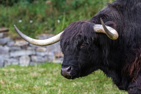 close up of an adult highland cow in a field with fresh green grass late summer in the Scottish Highlandsの写真素材
