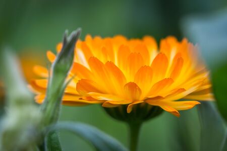 Close up of a bright orange flower with multiple layers of soft delicate petalsの写真素材
