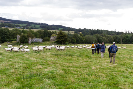 Perthshire Scotland  - September 11 2019: Tour Group walking in the field near the ruins of the Black Castle in the Scottish Highlands, UK September 11,  2019のeditorial素材