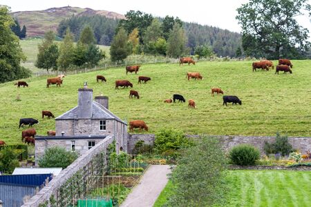 Pitlochry Scotland  - September 12 2019: Stone walls Separate Hercules Garden from the grazing cattle at Blair Castle in the Scottish Highlands, Perthshire UK September 12,  2019のeditorial素材