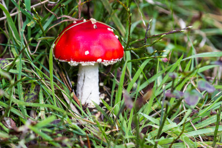 Close up of a bright red mushroom in the forest of Scotland