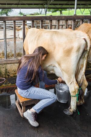 close up of a woman milking a cow by handの写真素材