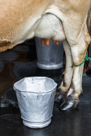 close up of a jersey cow and an important traditional milking tool, a bucket.