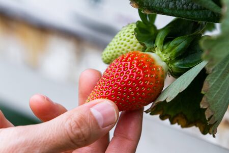 hydroponic strawberries growing indoors in a small green house in the mountains of Alajuela, Costa Ricaの写真素材