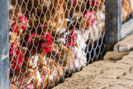 Close up of a group of chickens tightly packed in a small room behind a fence in a small poultry operation in Costa Ricaの写真素材