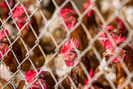 Close up of a group of chickens tightly packed in a small room behind a fence in a small poultry...