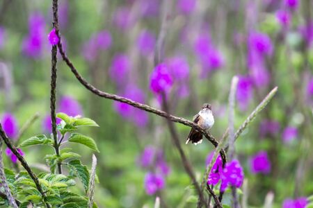 beautiful magenta throated woodstar hummingbird feeding on blue vervain flowers in Costa Ricaの写真素材