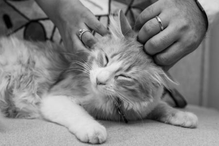 close up f a recently married couple petting their cat as the official start to a new family, edited in monochromatic mode for added dramaの写真素材