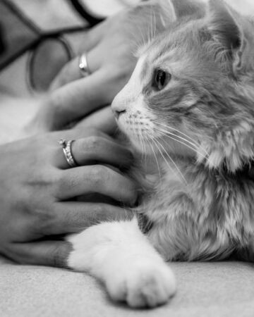 close up f a recently married couple petting their cat as the official start to a new family, edited in monochromatic mode for added dramaの写真素材