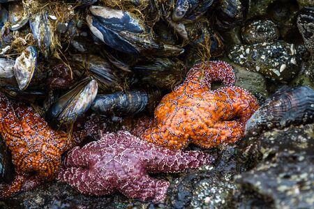 Close up of an orange and purple ochre sea stars exposed by the low tides clinging to a rock in the southern Oregon coastの写真素材