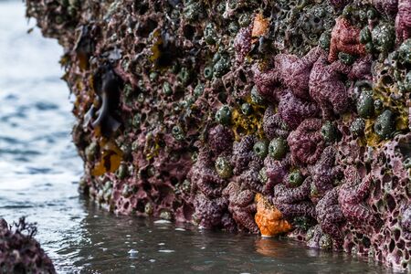 Cluster of ochre sea stars exposed by the low tide clinging to a porous rock surface in the southern Oregon coastの写真素材