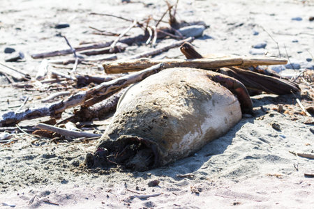 Dead seal washed up on Pebble Beach in the Northern California coast