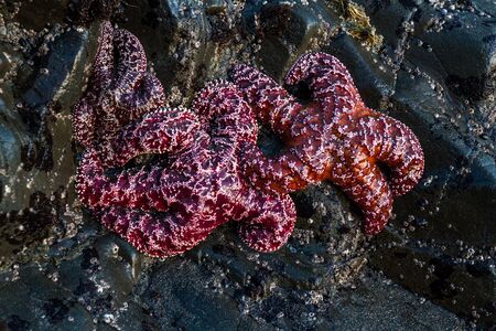Close up of a cluster of purple ochre sea stars clinging to a rock in the southern Oregon coast exposed by the low tidesの写真素材