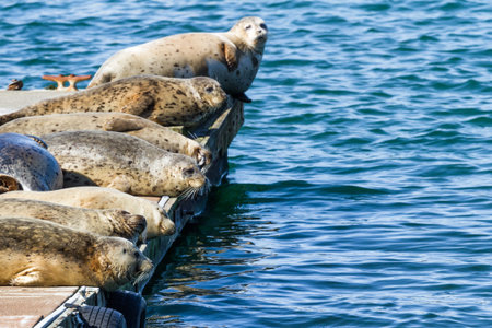 Close up of a happy bunch of earless seals on the docks in Gold Beach Harbor enjoying the warm...