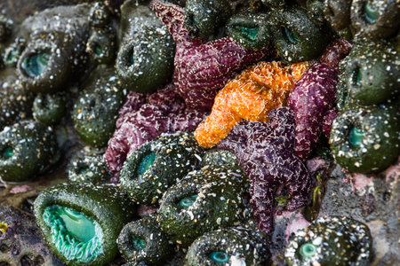 Close up of an orange and purple ochre sea stars exposed by the low tides clinging to a rock in the...