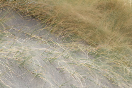 Close up of the coastal grass blowing in the wind. photo taken using a slow shutter speed to show...