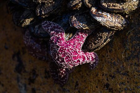 The orange and purple ochre sea stars and some of the most common and beautiful creatures easily found in tidal pools and rocks along the Oregon coastの写真素材