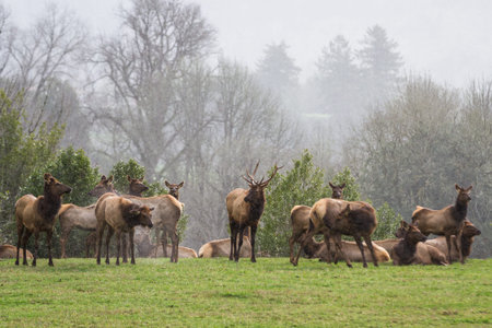 Herd of elk in the southern Oregon coast resting on a green grass pasture under light rain typical of the mild winter weatherの写真素材