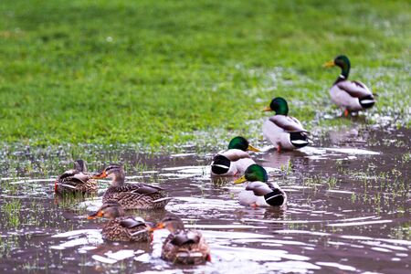 Group of mallard ducks on green grass after a heavy down pour in the Oregon coastの写真素材