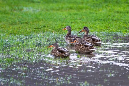 Group of female mallard ducks on green grass after a heavy down pour in the Oregon coastの写真素材