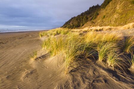 Bright golden color on the dried grass as the sun sets adding highlights and contrast to this costal scene in the southern Oregon coastの写真素材