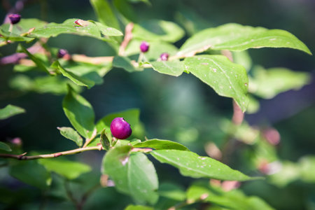 close up of fresh huckleberries on the plant in the mountains of southern Oregon