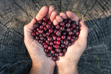 close up of a woman'ss hands holding a bunch of fresh ripe huckleberries in the shape of a heart...