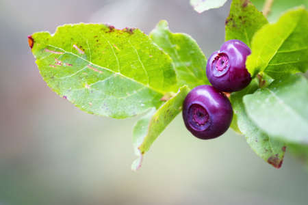 fresh huckleberries in the southern Oregon cascades on the plants using a macro lens for close up detail and a soft backgroundの写真素材
