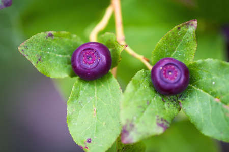 fresh huckleberries in the southern Oregon cascades on the plants using a macro lens for close up detail and a soft backgroundの写真素材