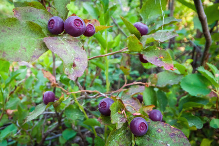 Wild huckleberries in the southern Oregon Cascades, still on the plants
