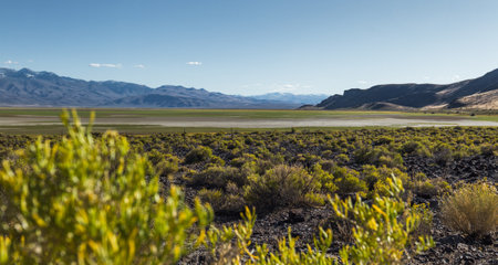 green grasslands growing in an ancient dried lake bed in Northern Nevada after heavy rainfall in the fall with a bit of snow in the mountainsの写真素材