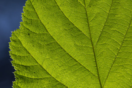 close up of a green leaf with beautiful texture as. Background