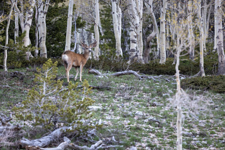 White tail male deer in velvet with a birch forest in the background staring at the cameraの写真素材