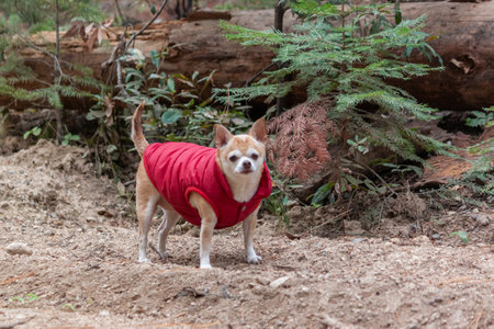 Portrait of a chihuahua wearing a red coat in the forestの写真素材