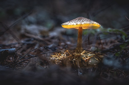 close up of a wild mushroom in the forest with the underside ad gills lit up in the dark setting