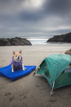Chihuahua and a small tent for a travel camping concept with sea stacks and sand in the west coast of the USA.の写真素材