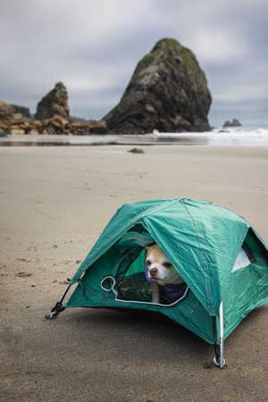 Chihuahua and a small tent for a travel camping concept with sea stacks and sand in the west coast of the USA.の写真素材
