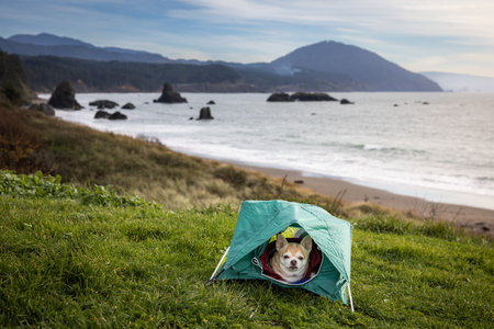 Chihuahua and a small tent for a travel camping concept with sea stacks in Port Orford, Oregon.の写真素材