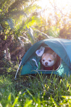 Chihuahua and a small tent for a travel camping concept in the forestの写真素材