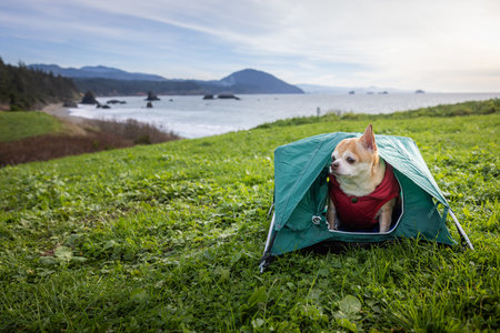 Chihuahua and a small tent for a travel camping concept with sea stacks in Port Orford, Oregon.の写真素材