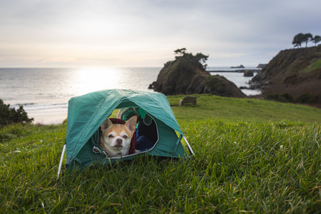 Chihuahua and a small tent for a travel camping concept with sea stacks in Port Orford, Oregon.の写真素材