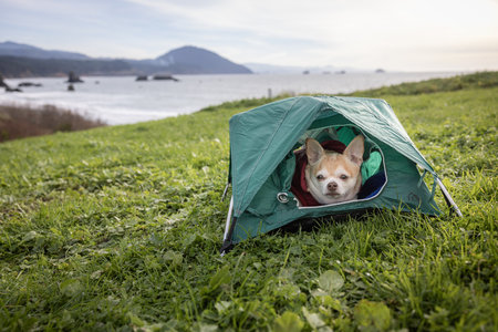 Chihuahua and a small tent for a travel camping concept with sea stacks in Port Orford, Oregon.の写真素材