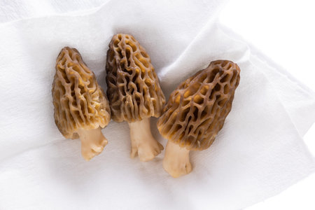 Freshly picked morel mushrooms cleaned and placed on a white backgroundの写真素材